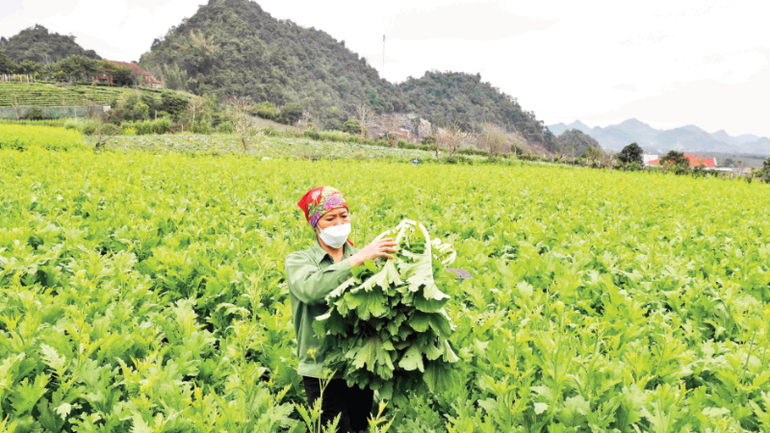 Safe vegetable production following VietGAP standards at 19-5 Cooperative (Son La Province). (Photo: VNA) 110925-huong-den-nen-nong-nghiep-xanh-2.png