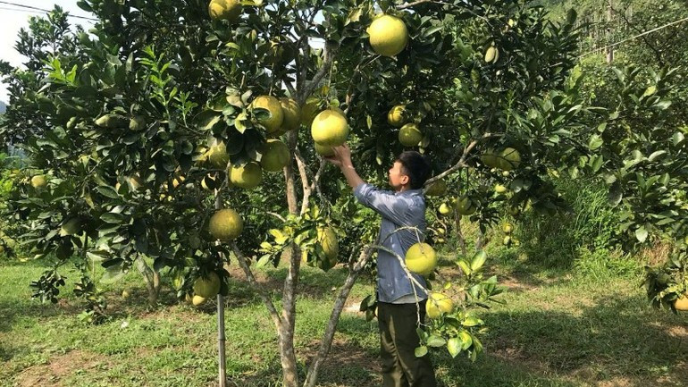 Taking care of fruit trees at Dia Linh Cooperative, Cho Ra Commune. (Photo: TUAN SON) 160925-hat-nhan-lien-ket-2.jpg