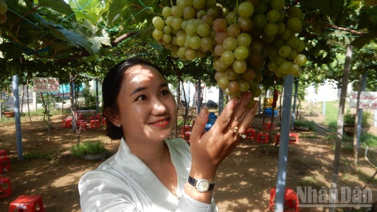 Tran Thi Diem and her family brought grapevines to plant on coastal land to develop tourism. 260925-dem-nho-ve-phu-sa-4.jpg