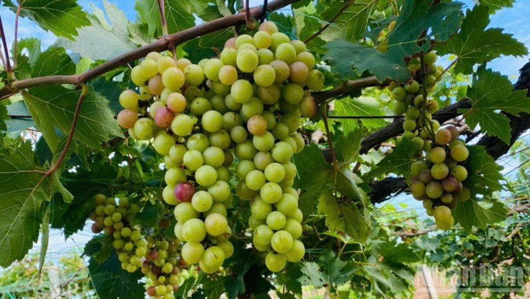 Grapevines grow healthily on the alluvial land of Vinh Long. 260925-dem-nho-ve-phu-sa-3.jpg