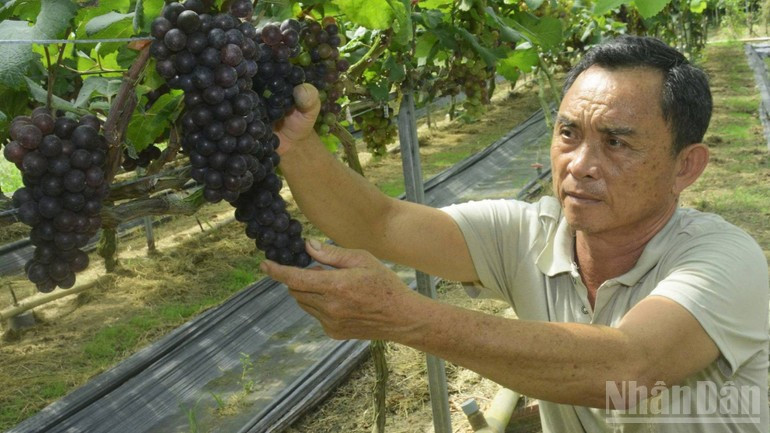 Farmer Vo Van Lam is determined to develop OCOP products from grapes. 260925-dem-nho-ve-phu-sa-2.jpg