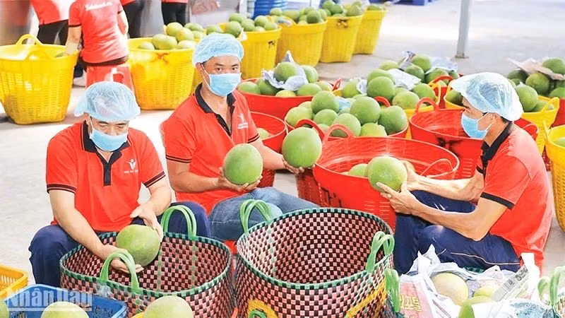Inspecting fruits before export at Vina T&T Group.