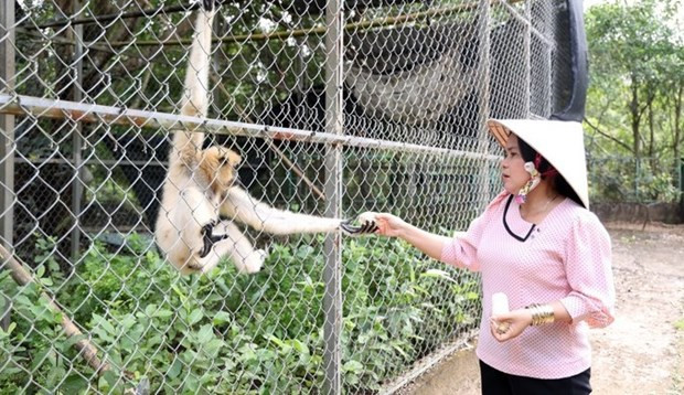 A gibbon at the U Minh Thuong National Park (Photo: VNA)