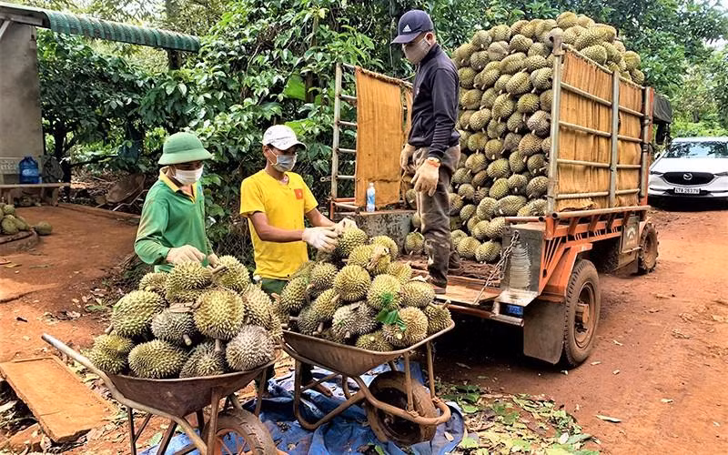 Merchants buy durians in the Central Highlands province of Dak Lak.