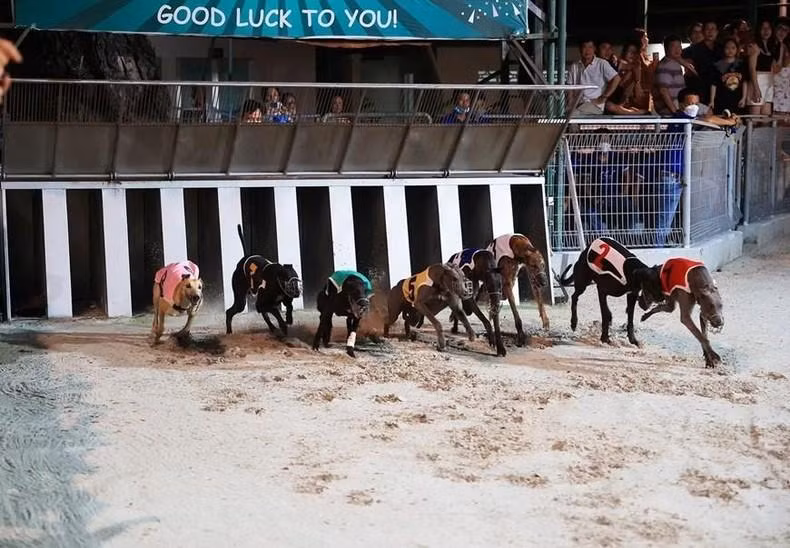 The greyhound race begins.