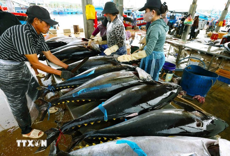 Workers process tuna for export. (Photo: VNA)