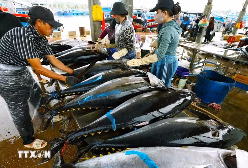 Workers process tuna for export. (Photo: VNA)