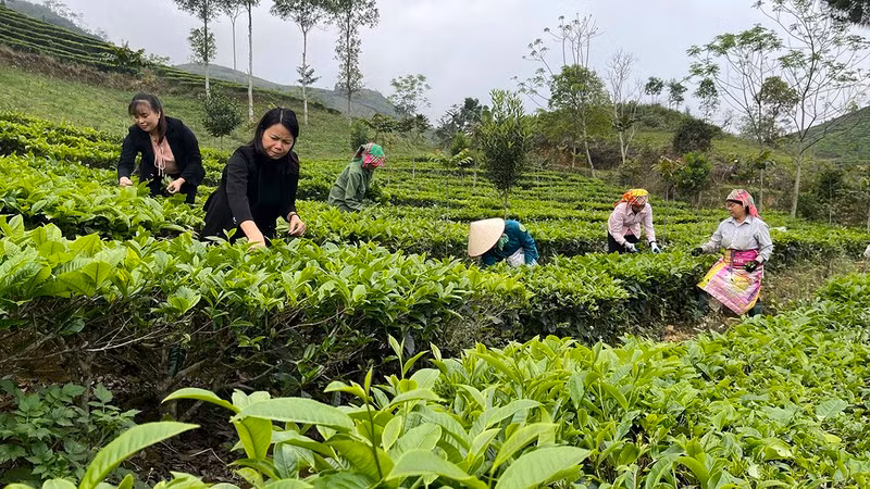 Visitors harvest tea in Yen Bai Province.