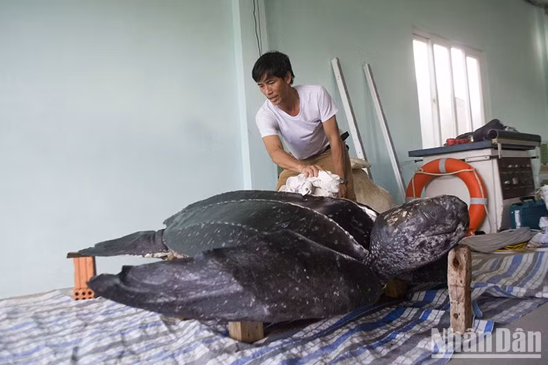 Restoring a rare leatherback turtle specimen for display to raise community awareness about protecting endangered wildlife.