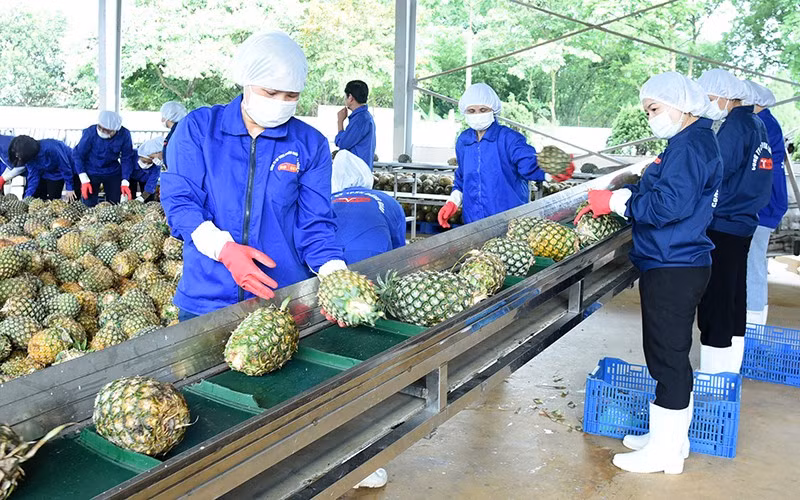 Processing pineapples for export in Ninh Binh Province. (Photo: Duc Anh)