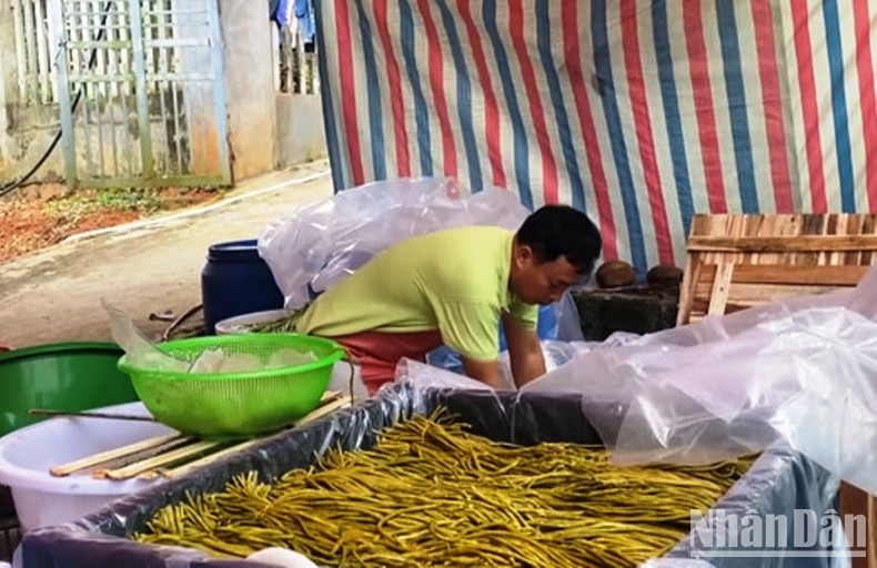 Pickled asparagus beans are bound for the Japanese market.