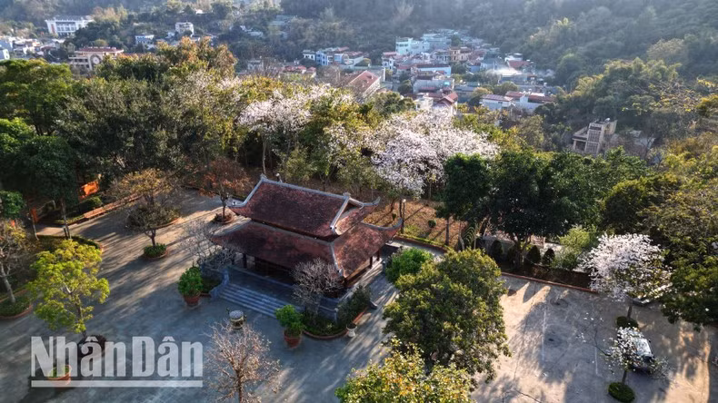 As the flowers bloom in full splendour, they adorn Son La’s villages, hills and valleys.