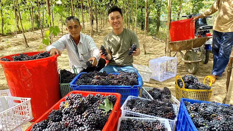 Le Trung Thu works with farmers to grow Shiraz grapes for making wine.