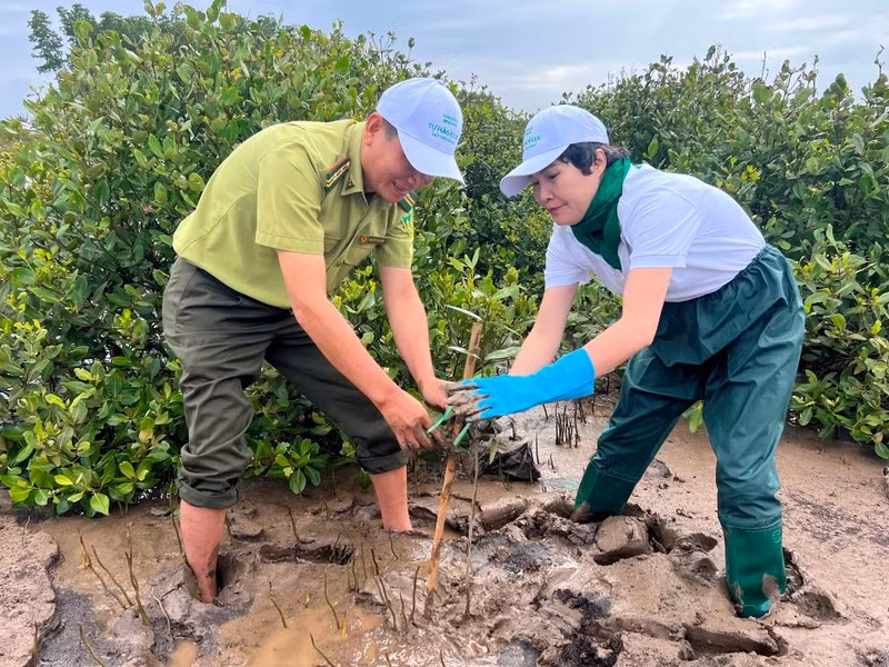Planting forests at the coastal area in Lai Hoa Commune, Soc Trang Province.