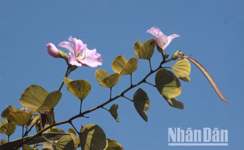 The mountain ebony flower’s stamens taste sweet, attracting bees, while its petals have a slightly nutty flavour. The Thai people often use these petals to prepare a unique traditional salad, “nom hoa ban”.