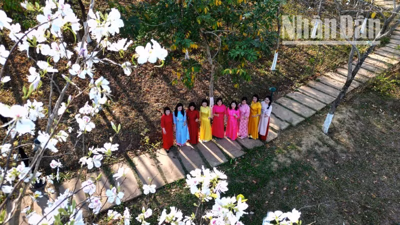 As the weather warms, mountain ebony flowers are seen in full bloom, from deep in the forests to city centres, along major roads and throughout the streets of Son La.
