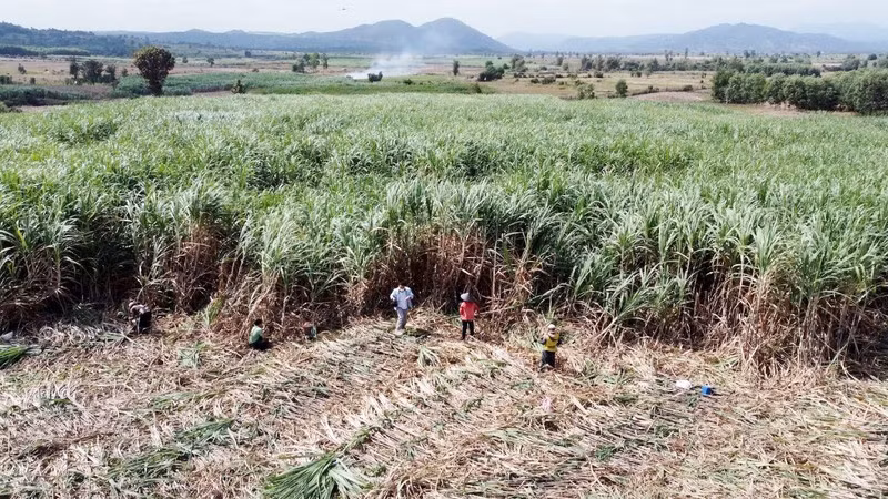 Farmers in Song Hinh District, Phu Yen Province, harvest sugarcanes.