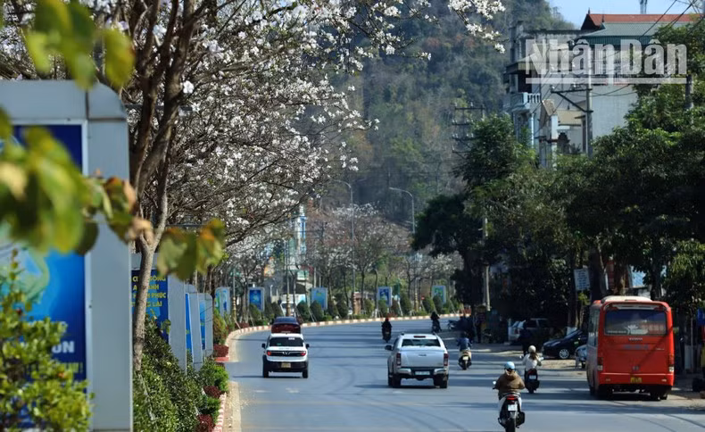 At this time of year, the distinctive white blossoms line the roads of Son La, creating a breathtaking spectacle.