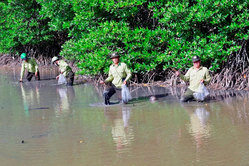 Forest planting in Ca Mau Province. (Photo: Phuong Bang)