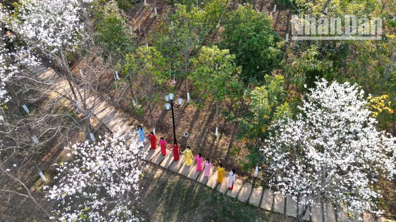 Many mountain ebony trees are also planted in central areas of districts, towns, and cities, serving as iconic landmarks and providing picturesque spots for visitors to capture the beauty of the season.