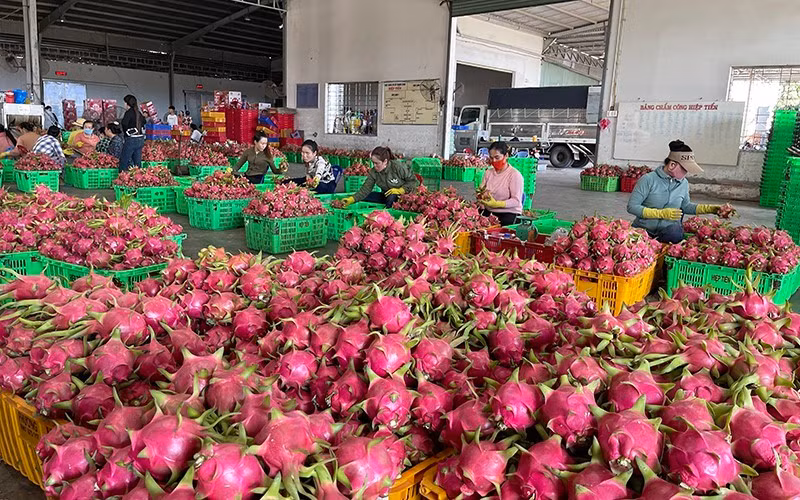 Dragon fruits are being prepared for export.
