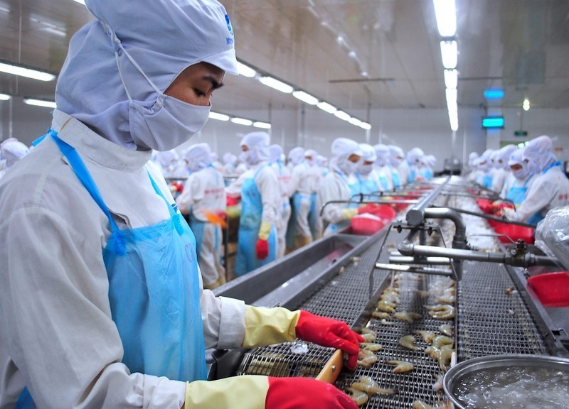Processing shrimps for export in Ca Mau.
