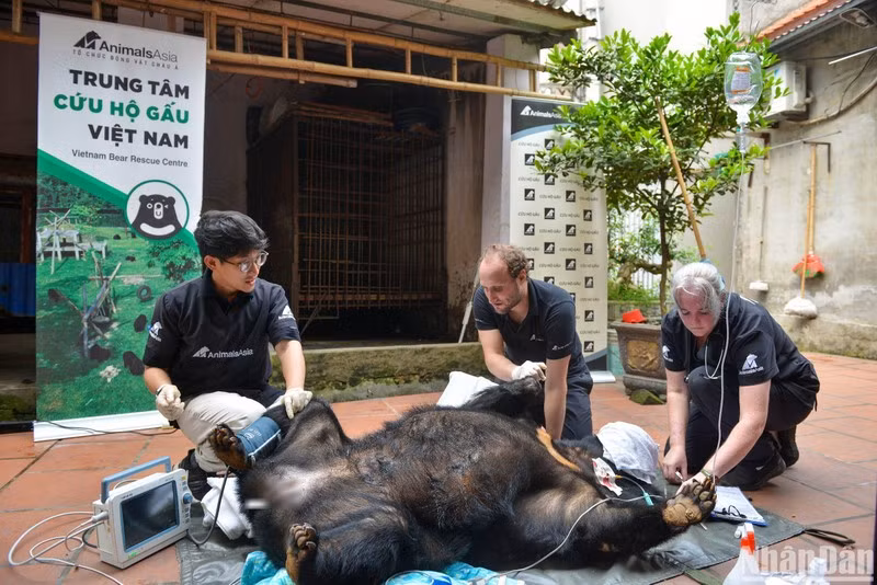 The bear is taken to the Vietnam Bear Rescue Centre in Vinh Phuc Province.