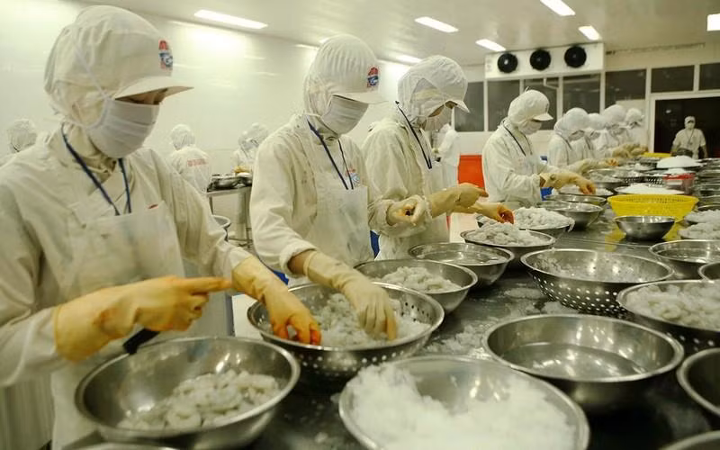 Processing for export. (Photo: VNA)