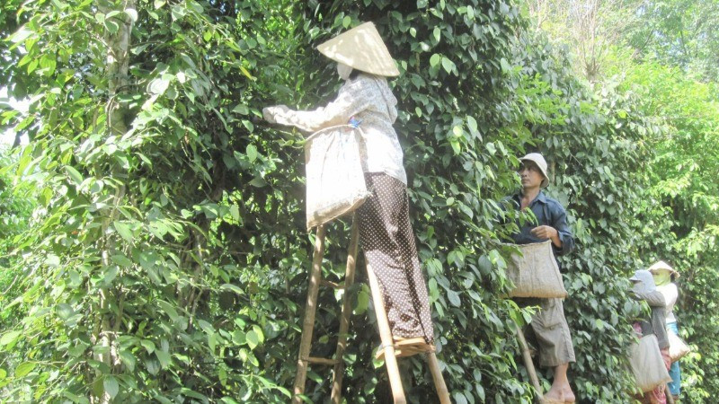 Harvesting pepper for export in Vinh Linh District.