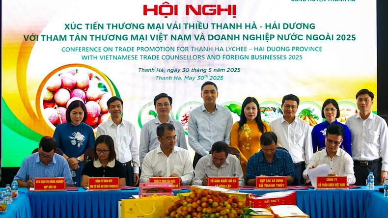 Enterprises sign an agreement to sell lychees with cooperatives in Thanh Ha District.
