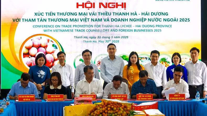 Enterprises sign an agreement to sell lychees with cooperatives in Thanh Ha District.