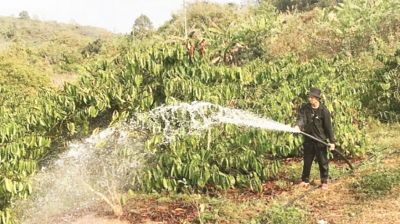 Irrigating coffee plants in Dak Nong Province.