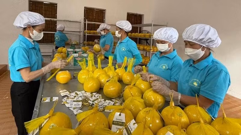 Pomelos are packaged for export. (Photo: Tran Hao)
