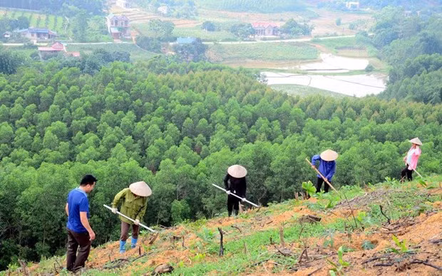 Newly planted forest area increases 4.7% in Q1