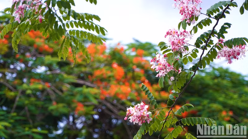 Java cassia flowers against the backdrop of flamboyant flowers.