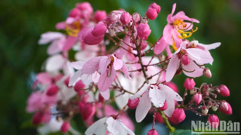 Java cassia has its origin in Southeast Asian forests. In Vietnam, this plant is mainly distributed in some Central Highlands and Southeastern provinces.