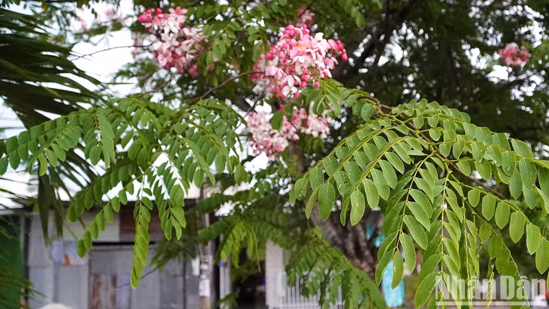 Java cassia flowers in bloom in front of a house in Cao Lanh.