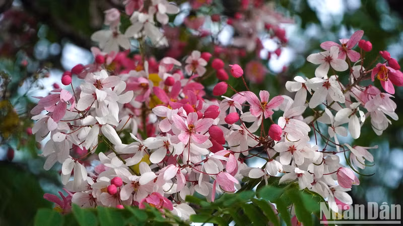 Java cassia is a relatively new plant to many Dong Thap residents and is usually mistaken for the Cassia grandis because of their similar flowers, leaves, and stalks.