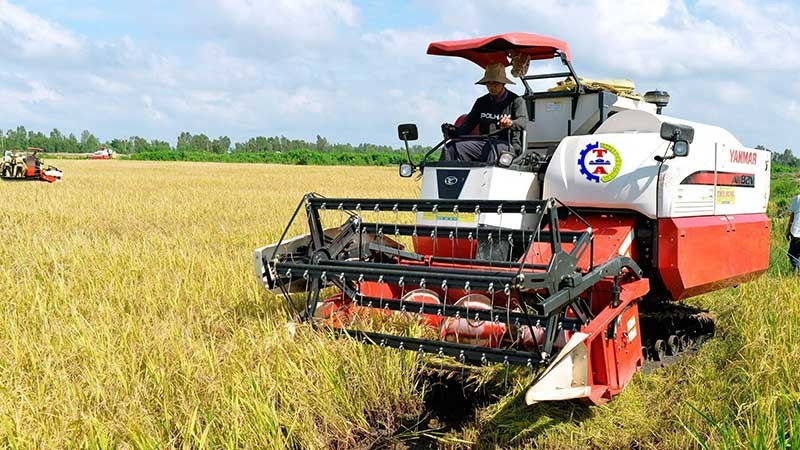 The production of high-quality rice has helped increase the export value of Vietnamese rice. (Photo: NDO/Tran Minh)
