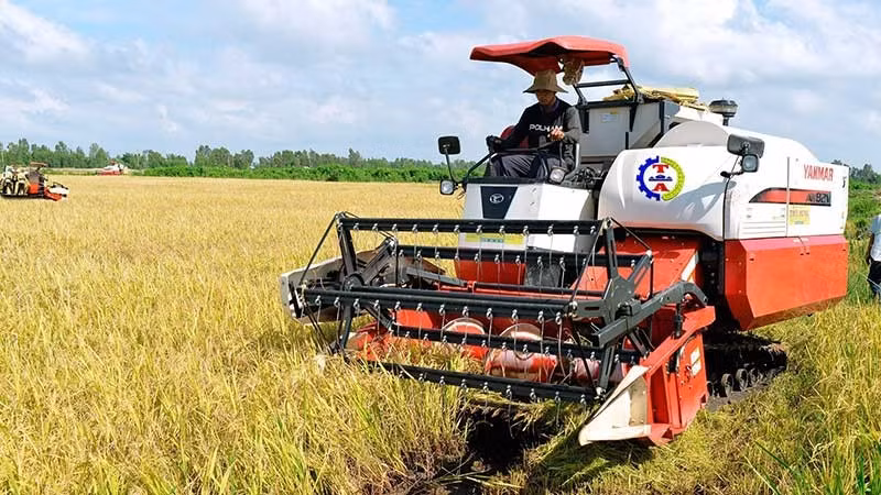 The production of high-quality rice has helped increase the export value of Vietnamese rice. (Photo: NDO/Tran Minh)
