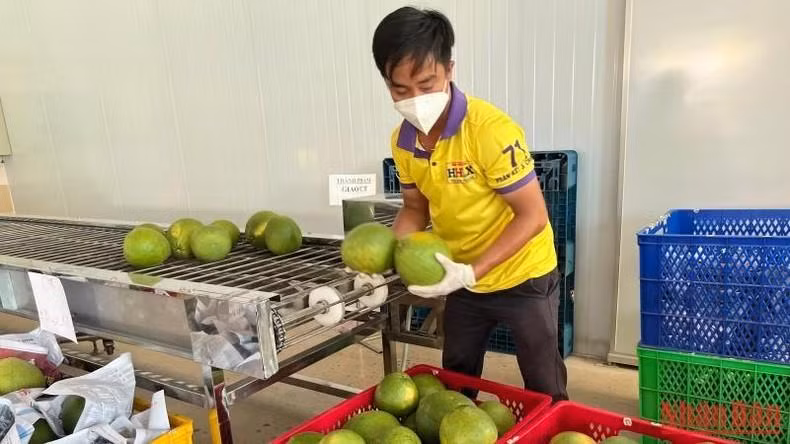 The first batch of green-skinned pomelos grown in Ben Tre will be exported to the US in late November.