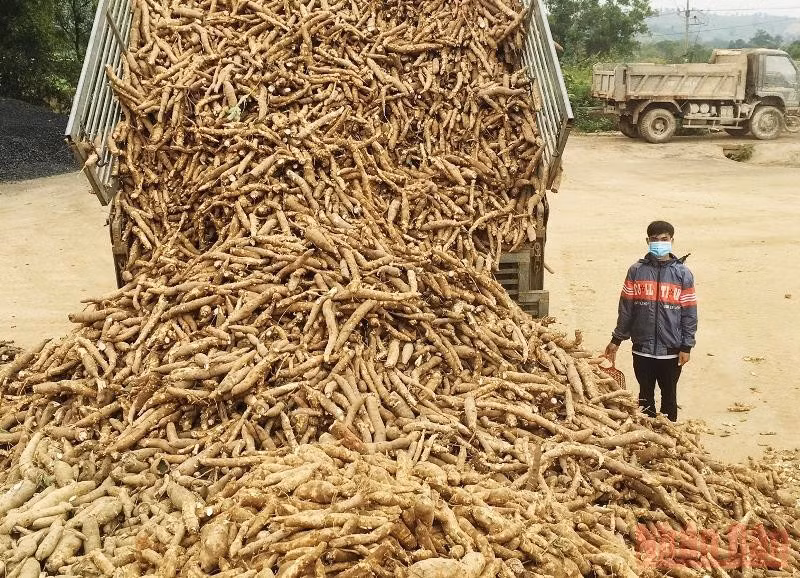 Cassava is sold to a processing plant in Quang Tri Province. (Photo: NDO)