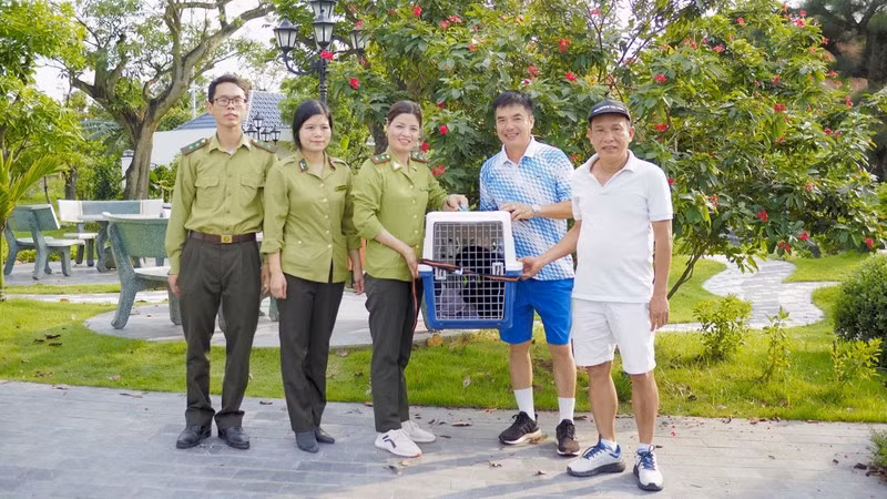The yellow-cheeked gibbon (Nomascus gabriellae) that the Cuc Phuong National Park has rescued.