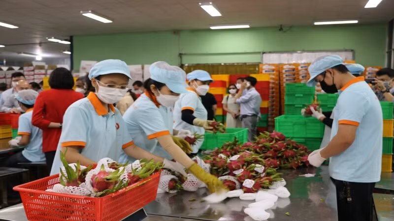 Vietnam has ample opportunities for fruit and vegetable export to Germany 