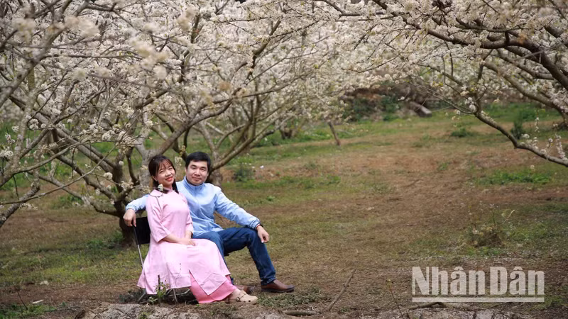 For the ethnic communities of Son La, the plum blossom season is considered one of the most romantic and beautiful times of the year.