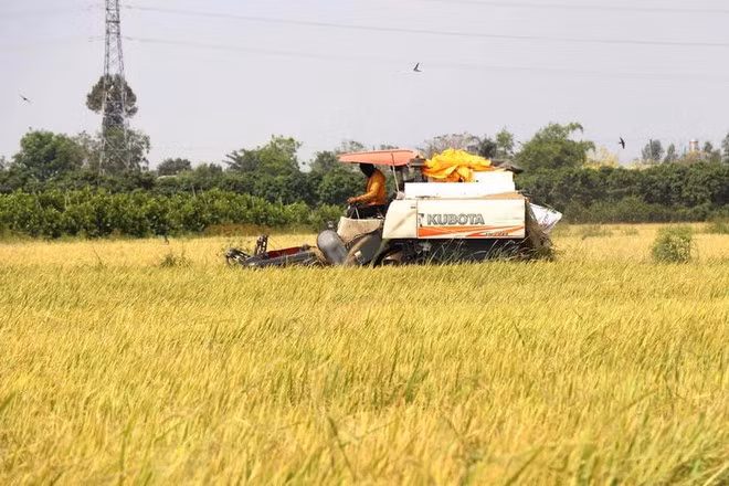 The million-hectare rice initiative aims to develop sustainable, nature-friendly agriculture in the Mekong Delta. (Photo: VNA)