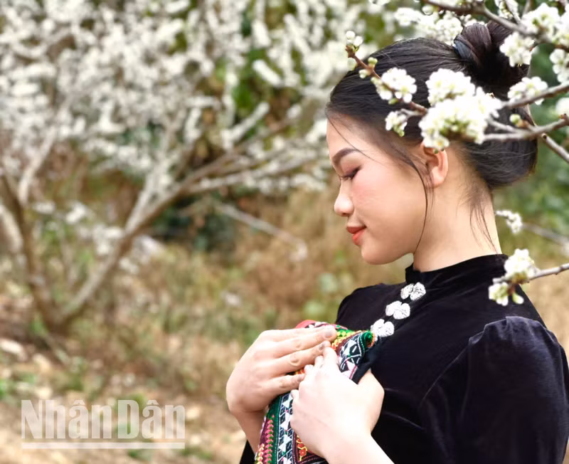 A Thai ethnic woman stands beside a plum tree with pure white flowers in a valley in Chieng Co Commune, Son La City.
