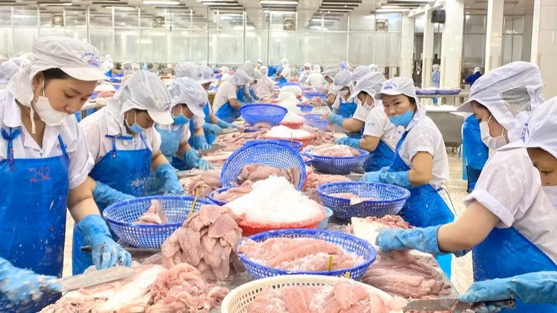 Processing shark catfish for export.