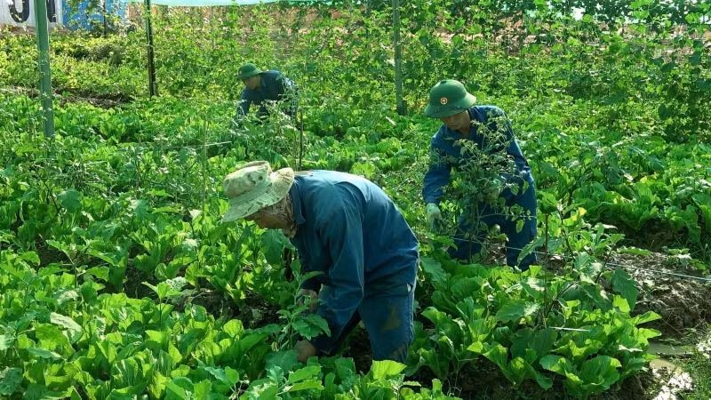 The officers and personnel of Vietnam’s Engineering Unit Rotation 3 have created flourishing vegetable gardens in the heart of Africa’s arid basin.