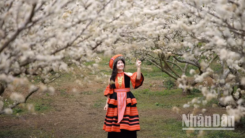 Many visitors don traditional H’Mong ethnic attire to take photos beneath the blooming plum trees.